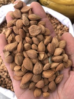 Graines d'amande amère chinoise (Ku Xing Ren) - Produits alimentaires santé de haute qualité, épices diététiques
