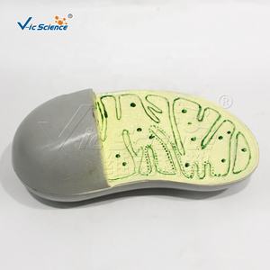 Modelo de Estructura de Órganos Vegetales de PVC para Enseñanza y Formación en Ciencias Médicas y Anatómicas en Escuelas - Product Image 5