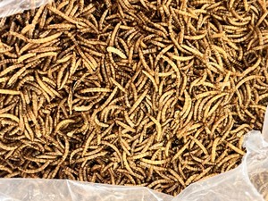 Grade vers animaux vers de farine secs <span class=keywords><strong>nourriture</strong></span> pour oiseaux sous forme de poudre pour poisson, chien, cochon, bétail, cheval, animal de compagnie. - Product Image 5
