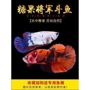 Peces Betta, Peces Ornamentales Tropicales de Agua Dulce, Fáciles de Mantener, Resistentes, Mascotas de Acuario - Product Image 4