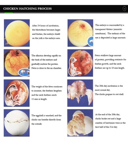Máy Ấp Trứng Gà Chạy Bằng Năng Lượng Mặt Trời Với Tấm Năng Lượng Mặt Trời Máy Ấp Trứng Ở Ethiopia - Product Image 3