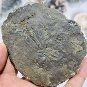 トリロバイト化石 黒色 石灰岩 装飾のための芸術的でトレンディなtrilobite fossil -Alibaba.com