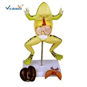 Modelo de anatomía de rana de plástico, herramienta profesional de enseñanza de biología médica - Product Image 2