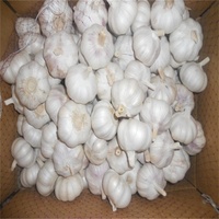 Ail frais blanc normal, ail éléphant, gousses d'ail frais, prix