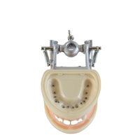 Typodont-dientes dentales estándar, modelo de goma suave con articulador DP, 28 Uds.