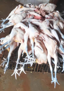 Máquina de Depilación Animal de Calidad Garantizada. <span class=keywords><strong>Aparato</strong></span> para Limpiar y Eliminar el Pelo de la Cabeza y las Patas de los Animales - Product Image 6