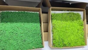 Zante Hypnum Plumaeforme Flaches Konserviertes Quadratisches Torfmoos 0,27 Quadratmeter Glycerin-Konservierung Ewig Haltbar - Product Image 3