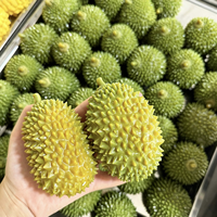 Durian Squishy Fidget Toy, Stekelige Fruit Stressbal, Realistisch Zacht TPR Ontspannings Speelgoed voor Kinderen & Volwassenen