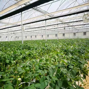Serre agricole multi-travées à couverture en polycarbonate, grande taille, avec ombrage automatique pour la culture des champignons toute l'année - Product Image 4
