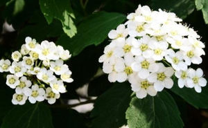 スパイレア・サリシフォリアハーブエキス粉末＆カプセル 食品グレード スパイレア・サリシフォリアエキス - Product Image 3