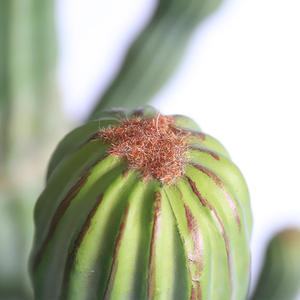 Planta de Cacto Plástico Falso de Alta Qualidade por Atacado 306cm Ecológica e Resistente à Água para Decoração Interna e Externa - Product Image 4