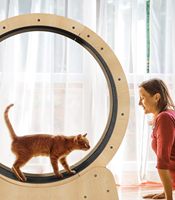 Installation facile Grande roue d'exercice pour chat sur tapis roulant avec podomètre