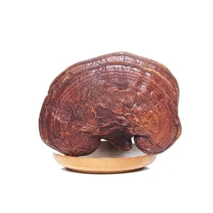 Vente en gros de produits de ganoderma lucide de haute qualité champignon reishi rouge