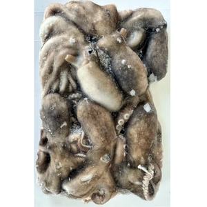 Obtener Precio Ahora: Pulpo Congelado, Calamar, Pulpo - Product Image 1