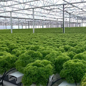 Serres <span class=keywords><strong>de</strong></span> <span class=keywords><strong>jardin</strong></span> en film plastique PVC, kit complet avec canaux NFT pour culture hydroponique, qualité alimentaire, grande taille, monocouche, pour légumes-feuilles - Product Image 6