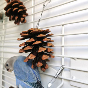 100% naturale pappagallo gabbia decorazione bocca di uccello e artiglio salute Versatile morso pigne giocattolo molare con il fissaggio di noci per gli uccelli - Product Image 4