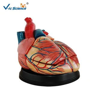 Nuevo estilo Jumbo Heart Model stent modelo anatómico corazón anatómico
