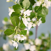 Plante artificielle de Cornus Florida (Sorbus florale) haut de gamme pour la décoration d'hôtels, mariages, salons, restaurants, jardins, porches et maisons