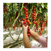 Serre agricole multi-spans en polycarbonate avec structure métallique
