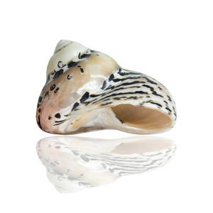 Conchas <span class=keywords><strong>de</strong></span> <span class=keywords><strong>Caracol</strong></span> Grandes y Perladas <span class=keywords><strong>de</strong></span> 7-8 cm, Naturales <span class=keywords><strong>de</strong></span> Sudáfrica, Coleccionables <span class=keywords><strong>de</strong></span> Coral, Adornos <span class=keywords><strong>para</strong></span> Acuarios Mediterráneos, Conchas Marinas - Product Image 2