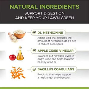 OEM/ODM Wanzibei犬用サプリメントグラスグリーン90ソフトチュー高粗タンパク質とメチオニン効果的な火傷スポット治療 - Product Image 2