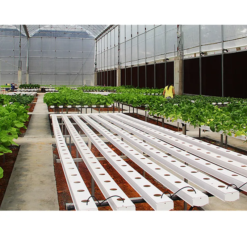 Tarım serası için NFT ve DWC sistemi hydroponics