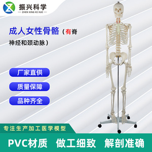 Adult female skeleton with spinal nerves and carotid arteries, packaged in a <b>foam</b> box. Medical teaching equipment. - Product Image 5