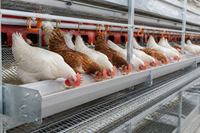 Système d'élevage avicole multi-niveaux sans cage, conception de poulailler, conformité aux normes européennes de bien-être animal, perchoir, échelle, nid, convoyeur d'œufs