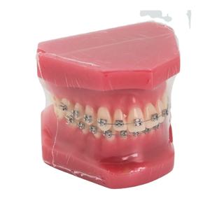 Modelo de ortodoncia dental Typodont con soportes metálicos - Product Image 2