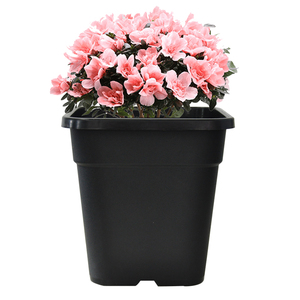 Vasi in Plastica Nera Quadrati da 1-10 Galloni all'Ingrosso per Giardino, Vivaio e <span class=keywords><strong>Piante</strong></span> Bonsai - Product Image 2