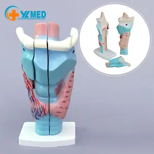 医学科学放大的人类喉模型显示了呼吸道和语音器官的形态和结构