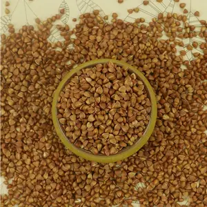 Good Quality Sweet Buck Wheat Buckwheat Grain Roasted Buckwheat Kernels