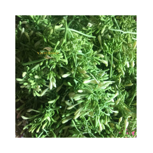 Flor de Papaya Macho Seca de Alta Calidad para Uso Herbal Tradicional - Product Image 3