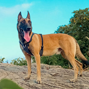 トゥルーラブ 高品質LEDナイトセーフティドッグハーネス 防水 高級スポーツ 反射素材ナイロン 簡単散歩 中型犬・大型犬用 - Product Image 1