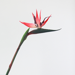 Commercio all'ingrosso di medie dimensioni morbido di gomma artificiale uccello realistico Touch Table disposizioni per il natale per la casa dell'hotel Festival - Product Image 2