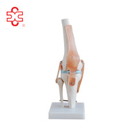 Modelo de articulación de hombro musculoso de tamaño real para educación en ciencias médicas