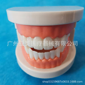 Modelo de Enseñanza de Cepillado de Dientes para Jardín de Infancia con Caja de Empaque, Kit de Demostración Educativa - Product Image 2