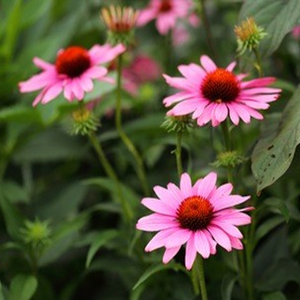 Yüksek kaliteli saf doğal ekinezya Purpurea özü tozu ekinezya özü - Product Image 2