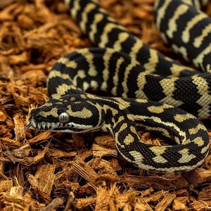 Coco Coir, Cáscara de Coco, Virutas de Coco, Material de Cama para Reptiles - Product Image 2