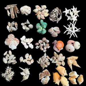 เปลือกหอยสังข์สำหรับตกแต่งบ้านงานฝีมือระดับพรีเมียมสำหรับตกแต่งบ้านงานแต่งงานกลางเปลือกหอยศิลปะแบบ DIY - Product Image 5