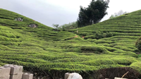 Poudre de thé vert Matcha en gros, qualité cérémoniale et culinaire supérieure, pour les détaillants