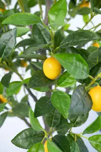 150cm Citrus Simulated Plastics Plants Odorless Manufacturer Home Ornamental Garden Decor Bonsai Realistic Artificial Lemon Tree
