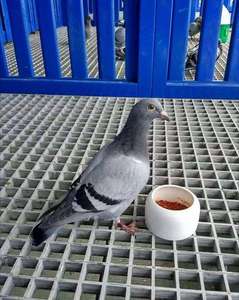 Corrosiebestendig Duivenpad Frp Rooster 38X38X38Mm Dieren Loopbrug - Product Image 6