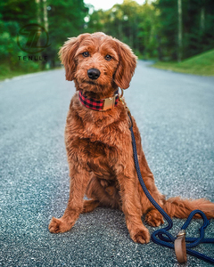 Laisse <span class=keywords><strong>pour</strong></span> chiens, robuste, en cuir, noire, laisse <span class=keywords><strong>pour</strong></span> animaux domestiques, <span class=keywords><strong>pour</strong></span> moyens, grands et petites tailles - Product Image 5