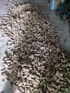 Cúrcuma Negra 100% Fresca con Usos Múltiples 100% Naturales y Cultivados de Forma Natural, Cúrcuma Negra en Venta por Exportadores - Product Image 3