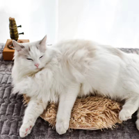 Couverture chauffante électrique pour animaux de compagnie, tapis chauffant en peluche USB, coussin pour chat et chien, tapis chauffant rapide, couverture électrique pour animaux de compagnie