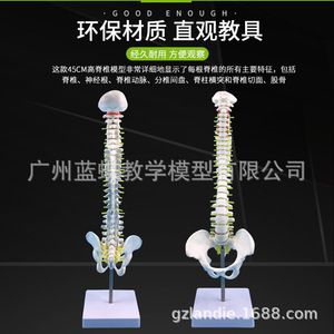 Modèle de colonne vertébrale humaine et de bassin de 45 cm : Pratique de la manipulation osseuse ; Neurologie de la colonne vertébrale et des disques intervertébraux - Product Image 4