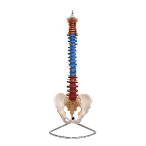 Modelo Didáctico de Columna Vertebral con Pelvis, Modelo de Tamaño Real del <span class=keywords><strong>Esqueleto</strong></span> Humano - Product Image 1