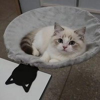 Lit de bureau pour chat, hamac en peluche pour chat, lit suspendu à ventouses, gain de place, pour bronzer, utilisation intérieure/extérieure, prêt à l'emploi, en stock