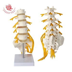 <strong>Lumbar</strong> <strong>Spinal</strong> <strong>Column</strong> Model With Sacral and Coccyx Bones Education Model - Product Image 3